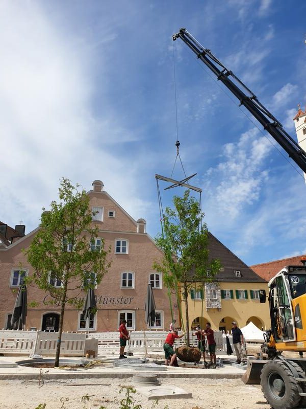 Moosburg Baumrigole Pflanzung